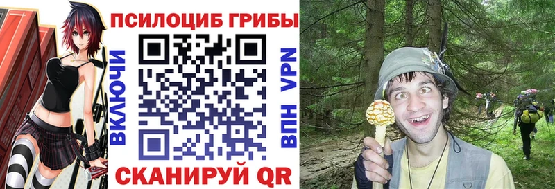 купить наркоту  Новороссийск  Галлюциногенные грибы Psilocybe 